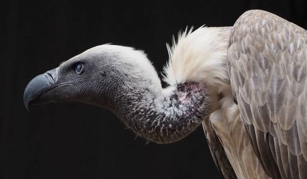 5. Vultures