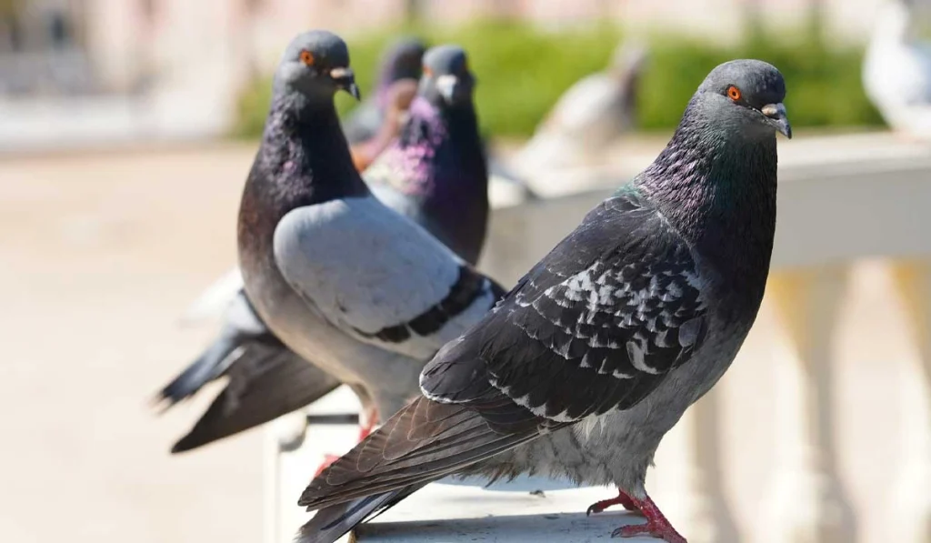 2. Pigeons