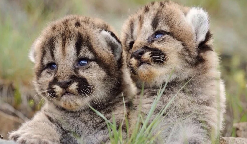 3. Bobcats