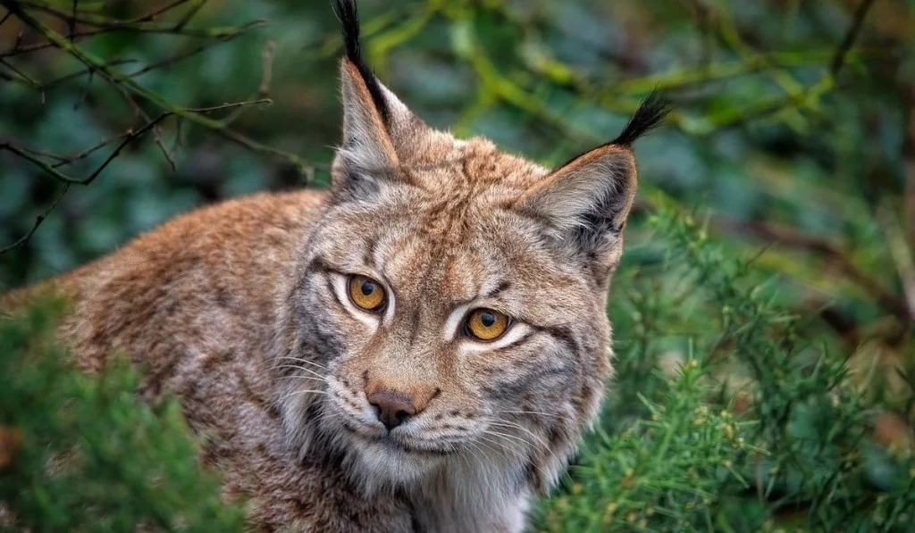 10. Eurasian Lynx