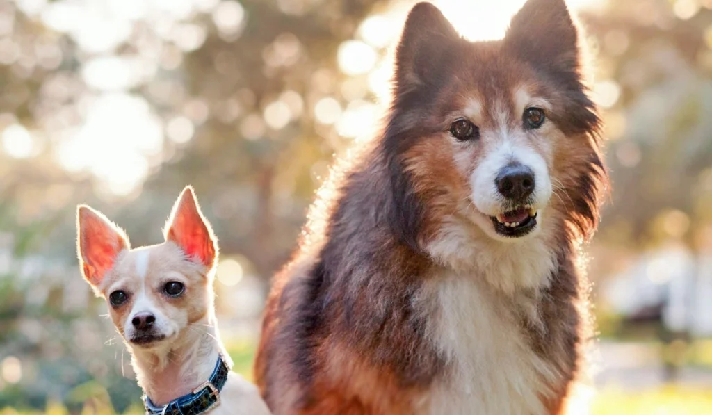 5. Wild and Domestic Canines