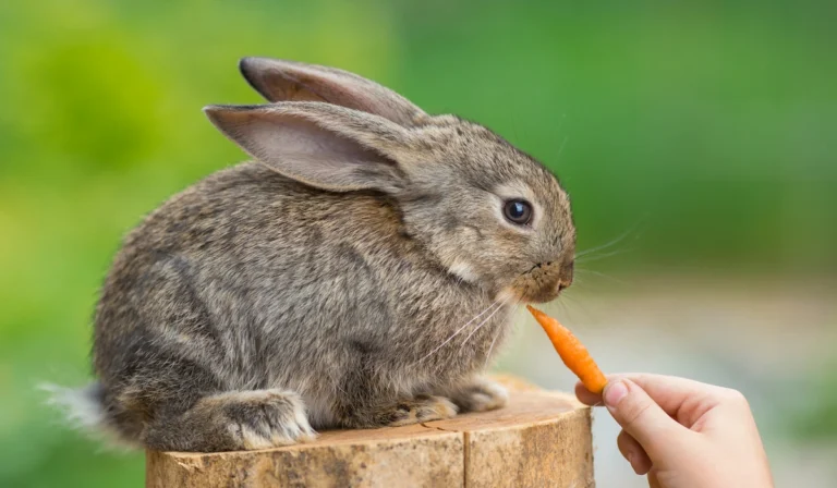 Animals That Eat Rabbits