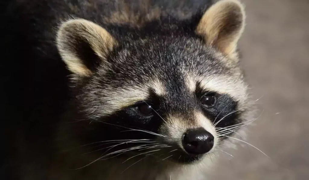 9. Raccoons