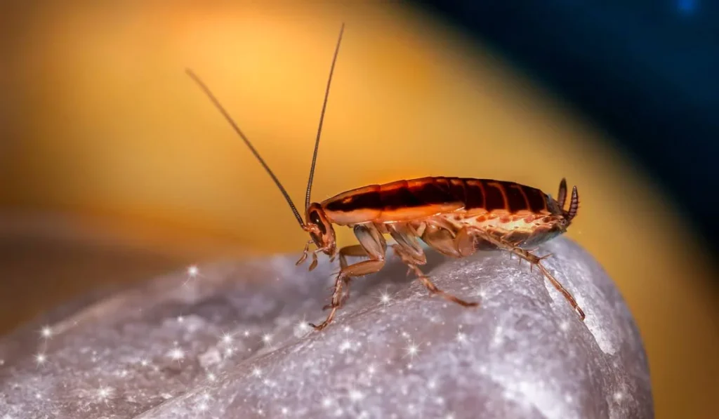 3. Cockroaches