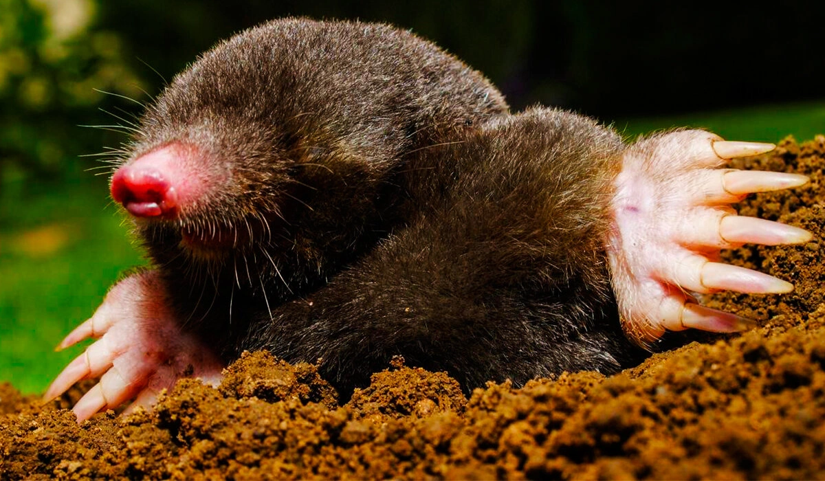 Top 16 Dirtiest Animals in The World (With Images)