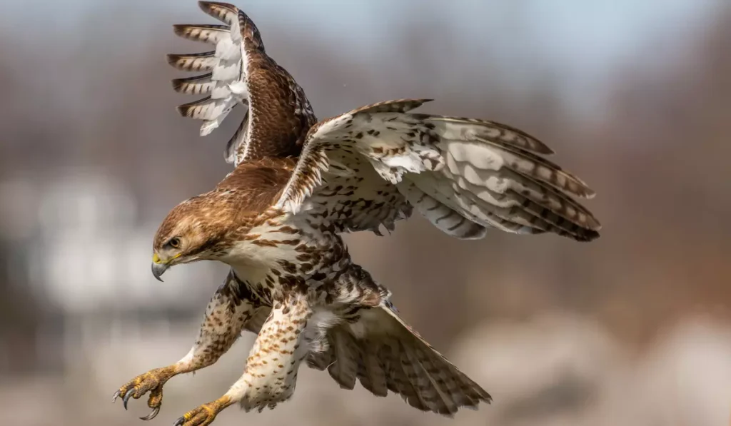 12. Red-Tailed Hawks