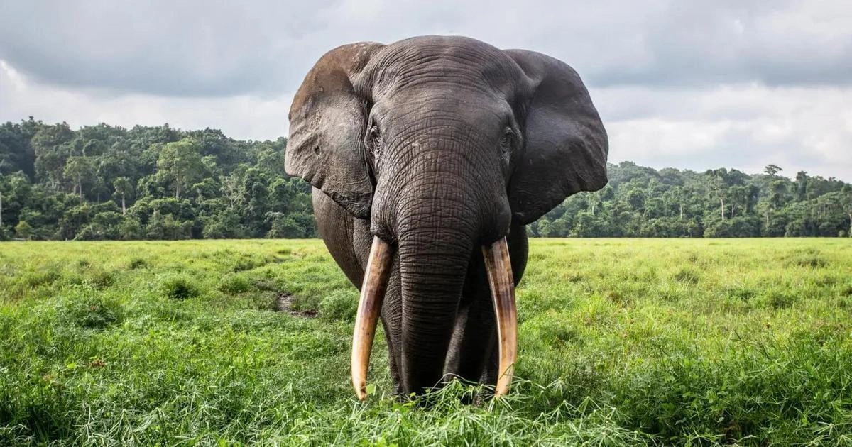 African Elephant - Hard Working Animals in the World