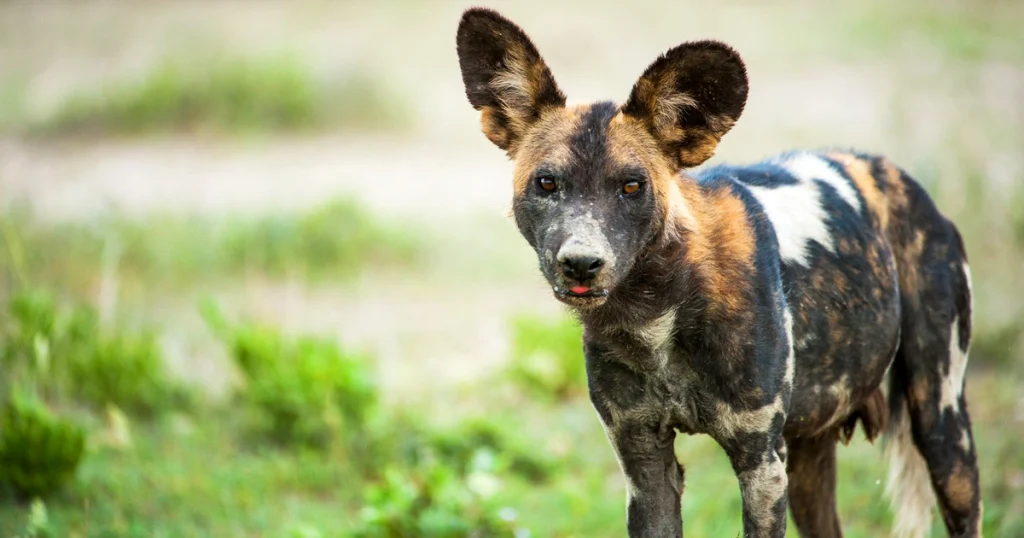 African Wild Dogs - Hard Working Animals in the World