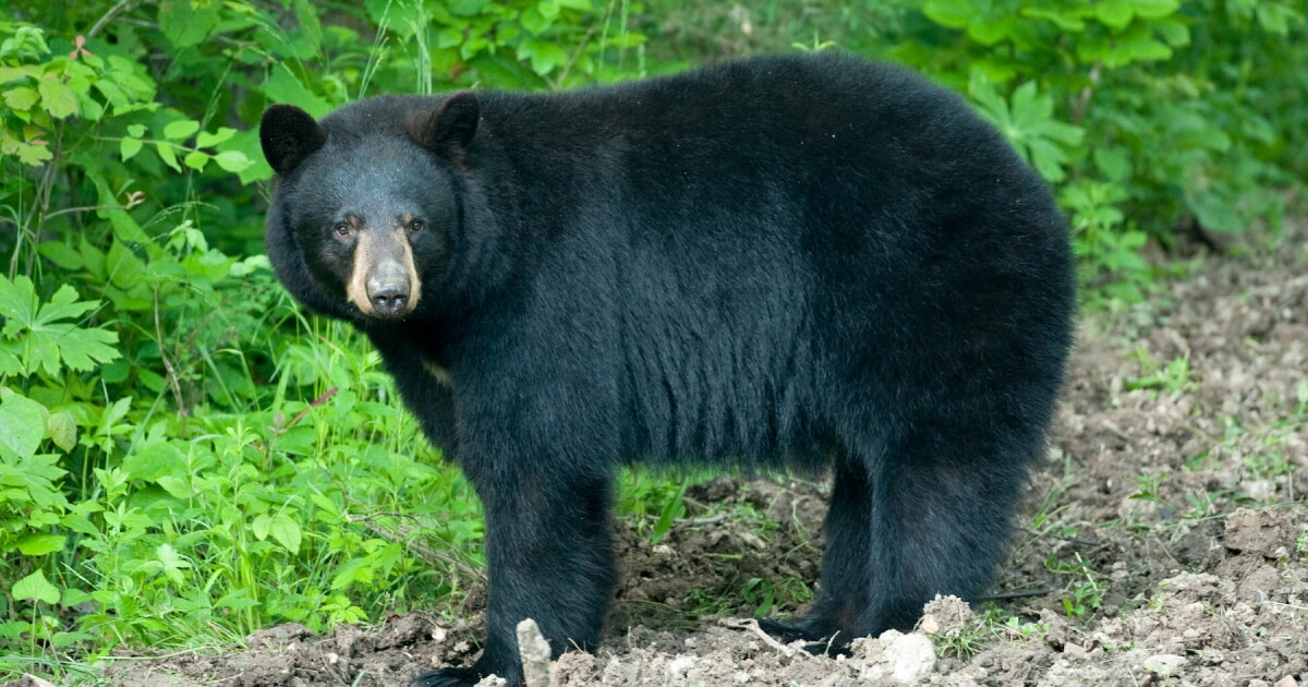 American Black Bears - Animals That Eat Cactus