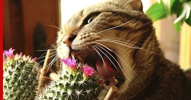 Animals That Eat Cactus