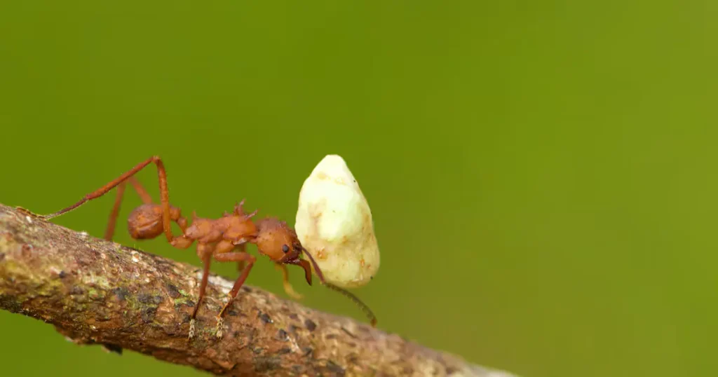 Ants - Hard Working Animals in The World