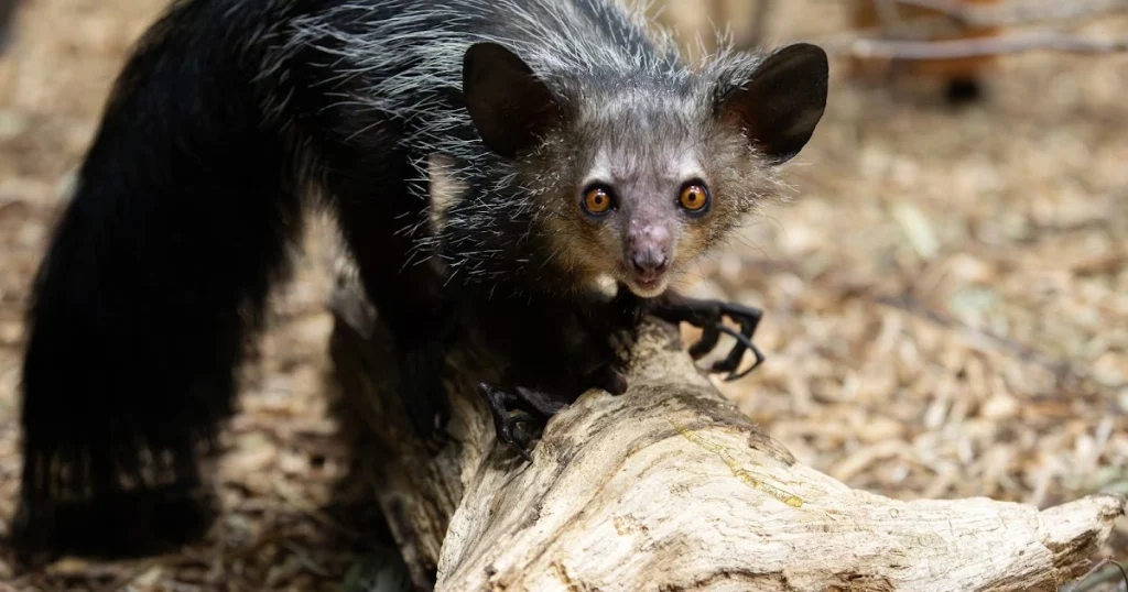 Aye-aye - Animals That Eat Coconuts