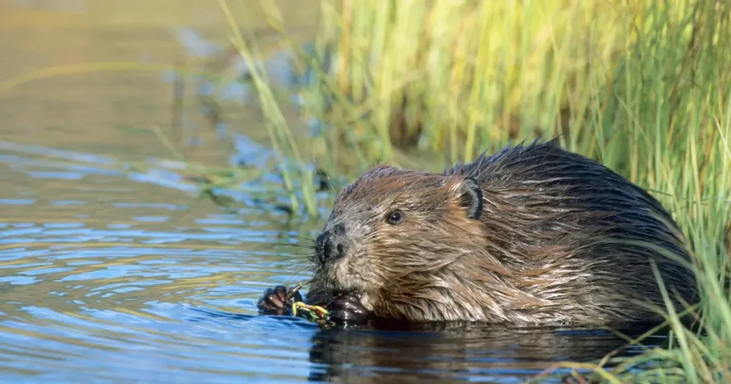 Beavers - Hard Working Animals in the World