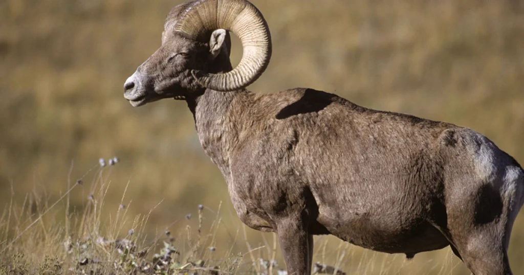 Bighorn Sheep - Animals That Eat Cactus