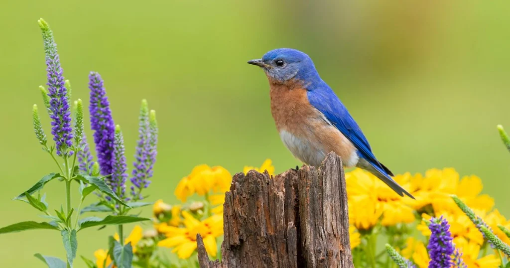 Bluebird - Happiest Animals in the World