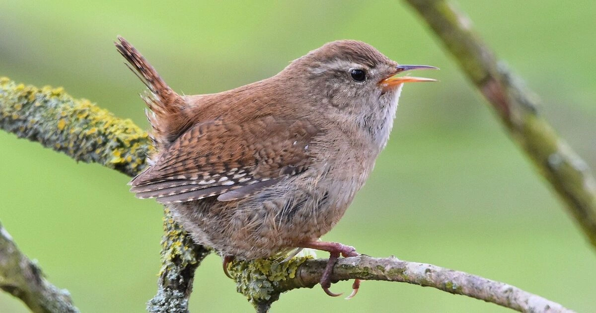 Cactus Wren - Animals That Eat Cactus