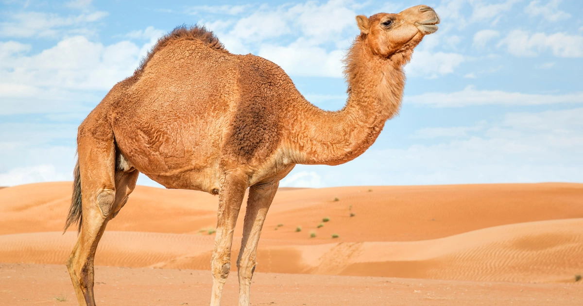 Camels - Animals That Eat Cactus