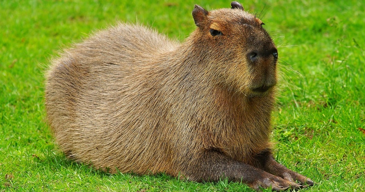 Capybara - Happiest Animals in the World