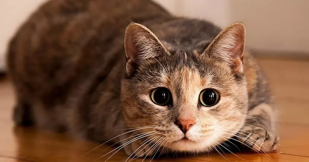 Cat - Flexible Animals in the World