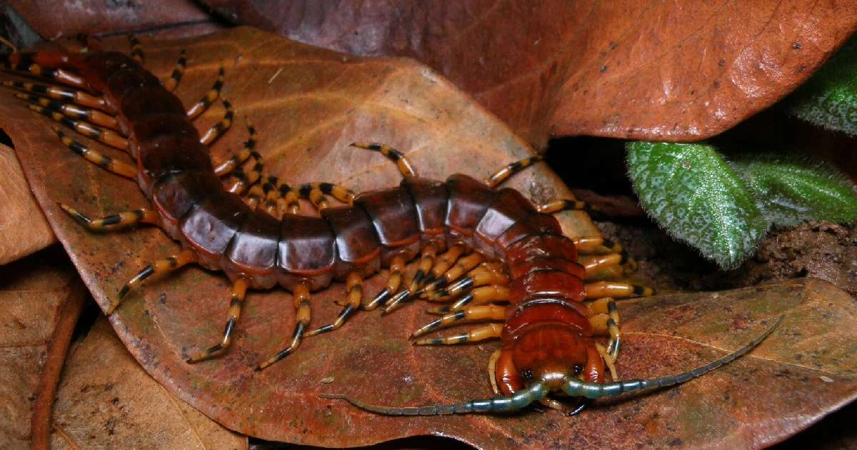 Centipedes - Flexible Animals in the World