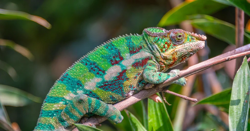 Chameleon - Flexible Animals in the World
