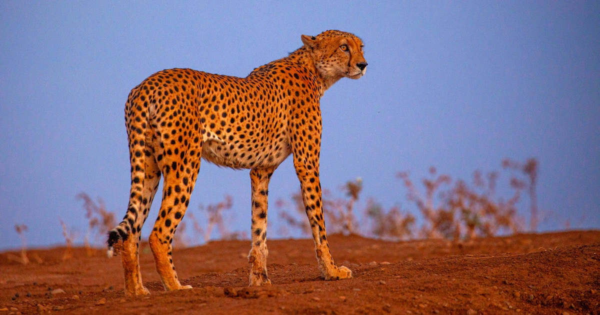 Cheetah - Flexible Animals in the World