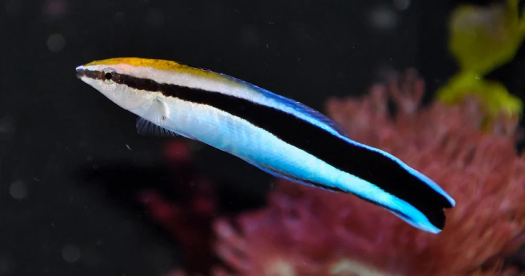 Cleaner Wrasse - Hard Working Animals in the World