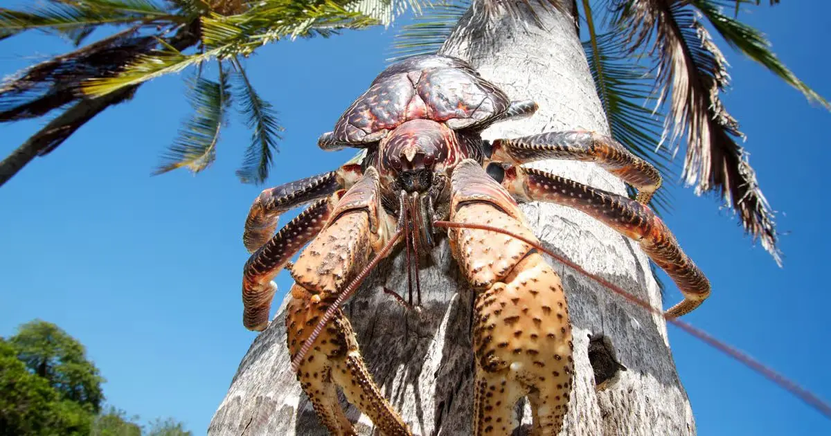 Coconut Crabs - Animals That Eat Coconuts