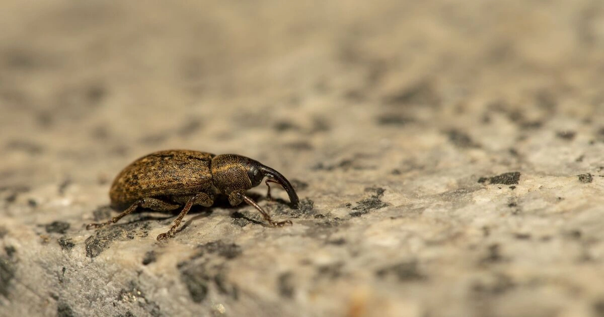 Coconut Weevils - Animals That Eat Coconuts