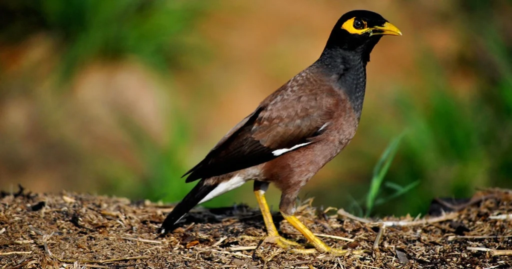 Common Myna - Animals That Eat Coconuts