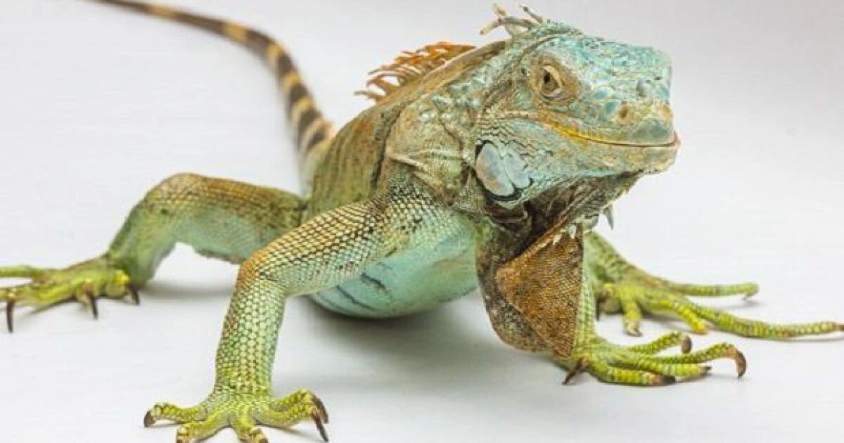 Desert Iguana - Animals That Eat Cactus
