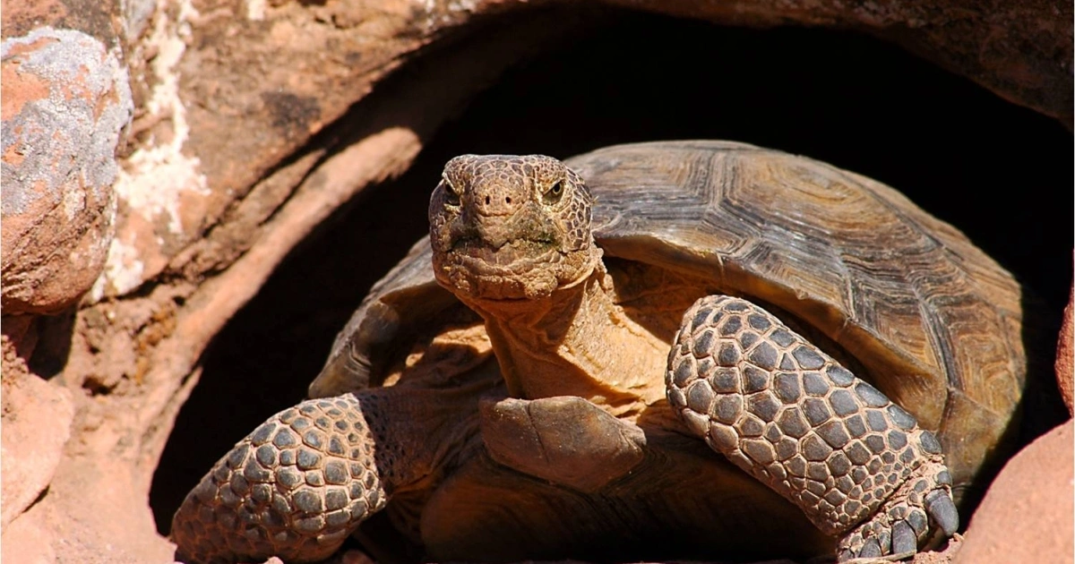 Desert Tortoises - Animals That Eat Cactus