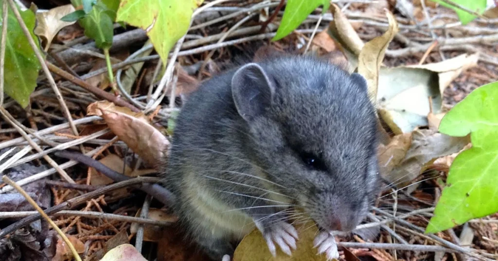 Desert Woodrats - Animals That Eat Cactus