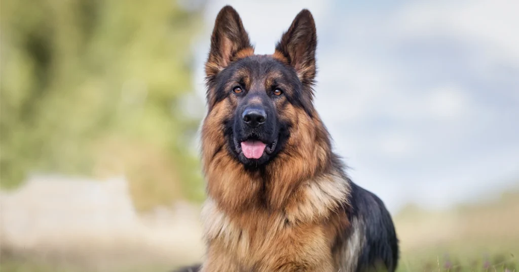 Dog - Hard Working Animals in the World