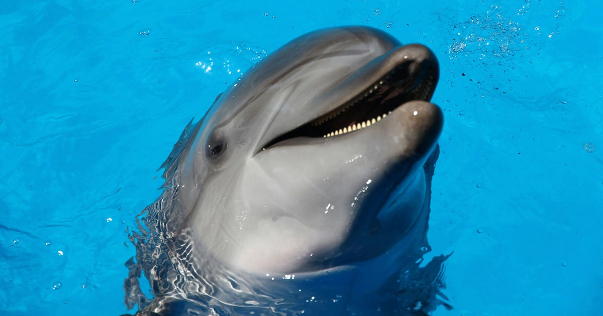 Dolphin - Happiest Animals in the World