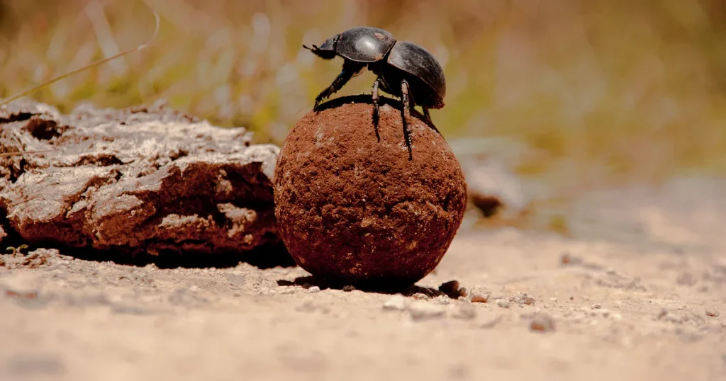 Dung Beetle - Hard Working Animals in the World