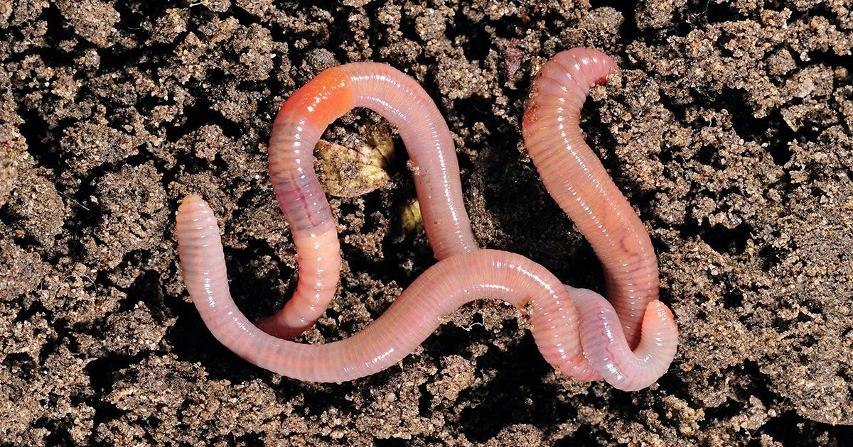 Earthworms - FLexible Animals in the World