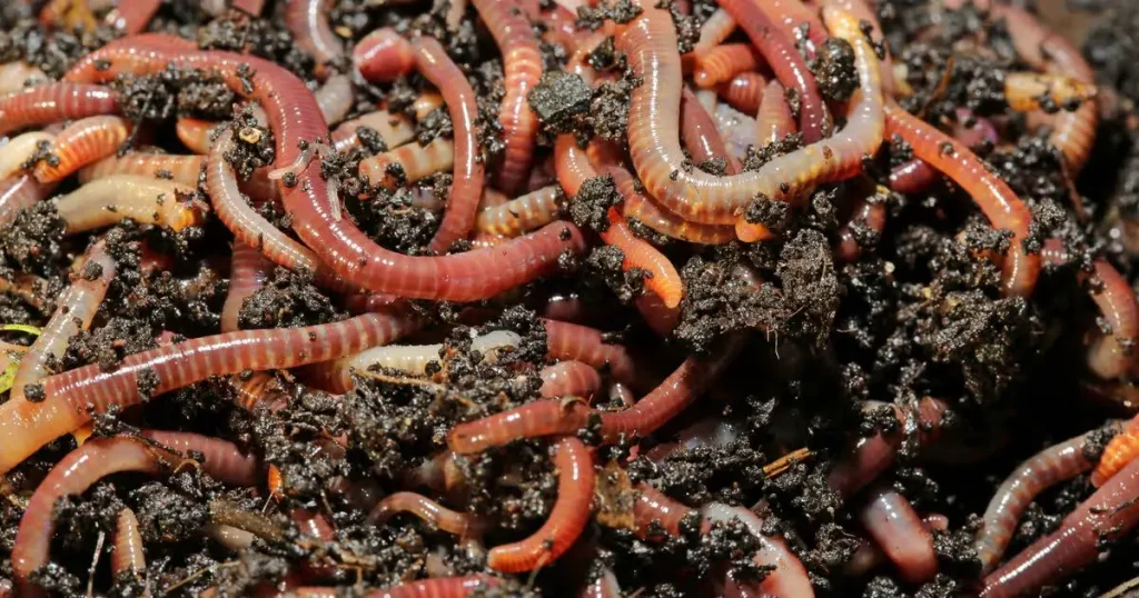 Earthworms - Hard Working Animals in the World