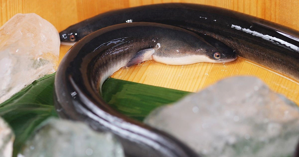 Eel - Flexible Animals in the World