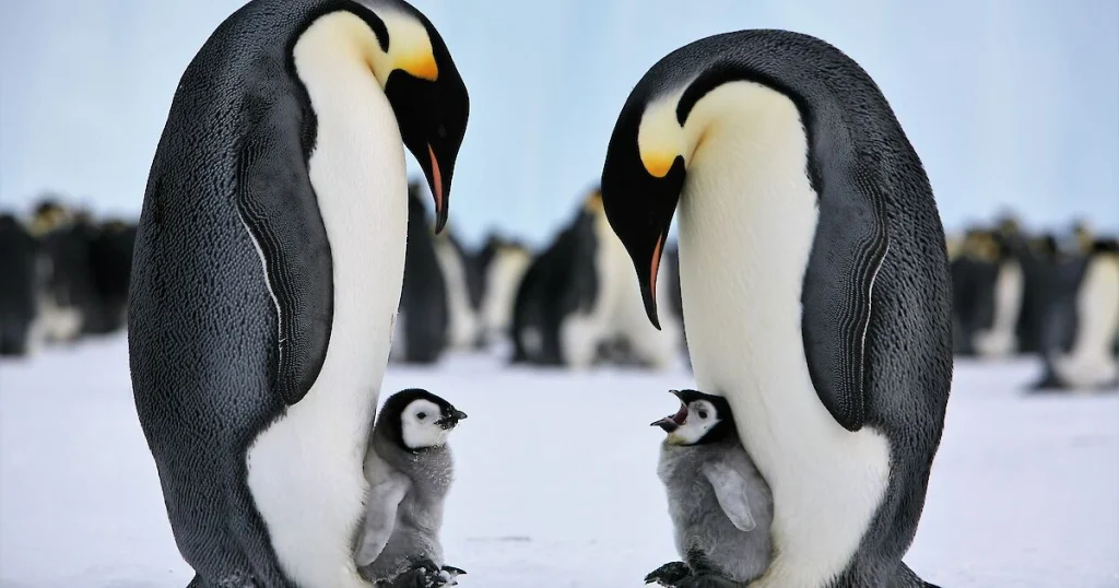 Emperor Penguins - Hard Working Animals in the World