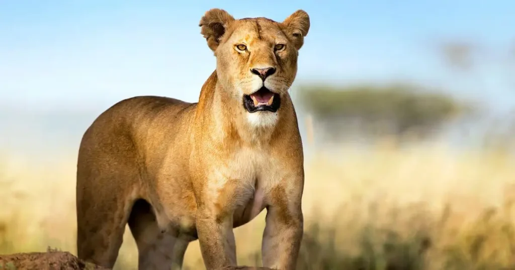 Female Lions - Hard Working Animals in the World