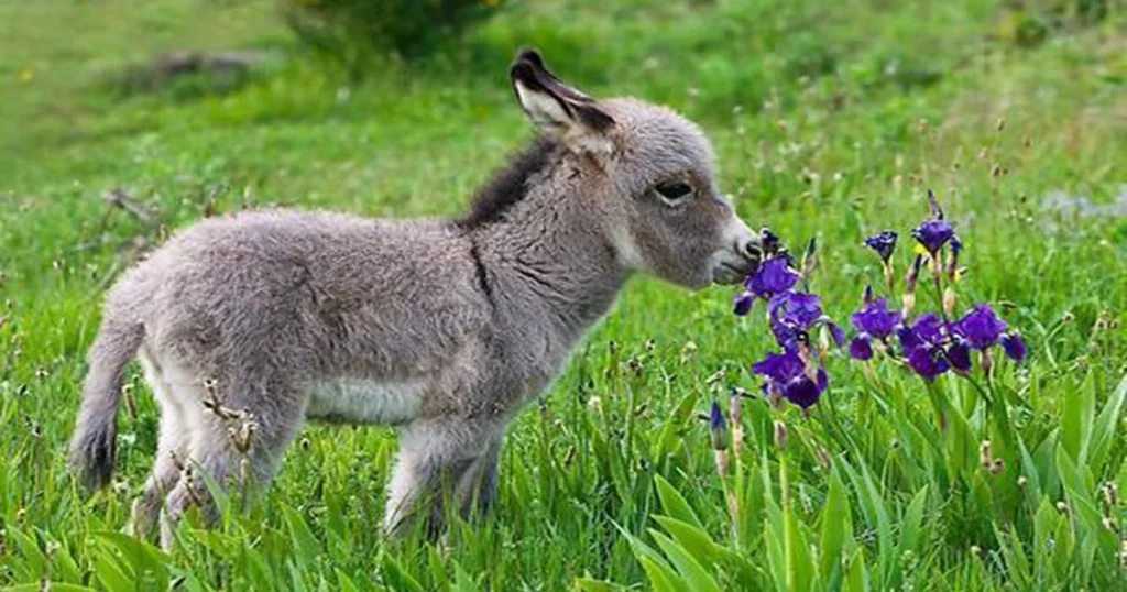 Feral Donkeys - Animals That Eat Cactus