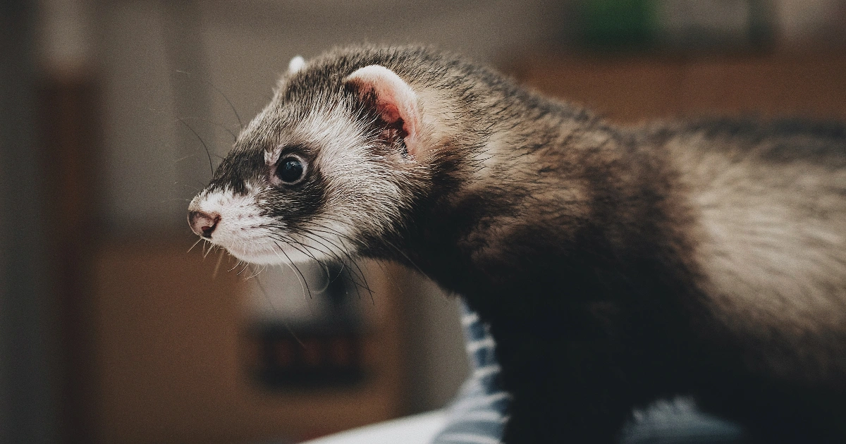 Ferret - Flexible Animals in the World