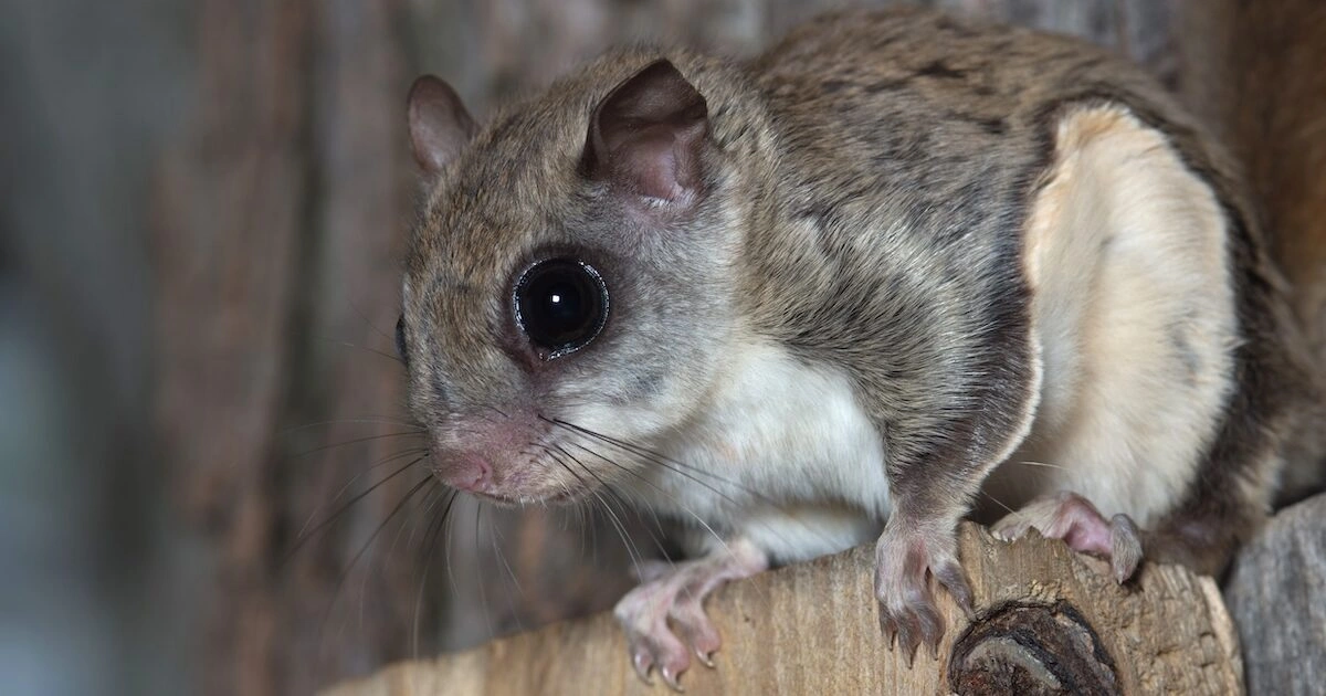 Flying Squirrel - Flexible Animals in the World