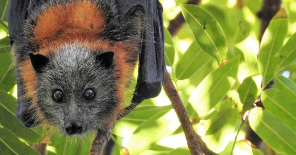 Fruit Bats - Animals That Eat Coconuts