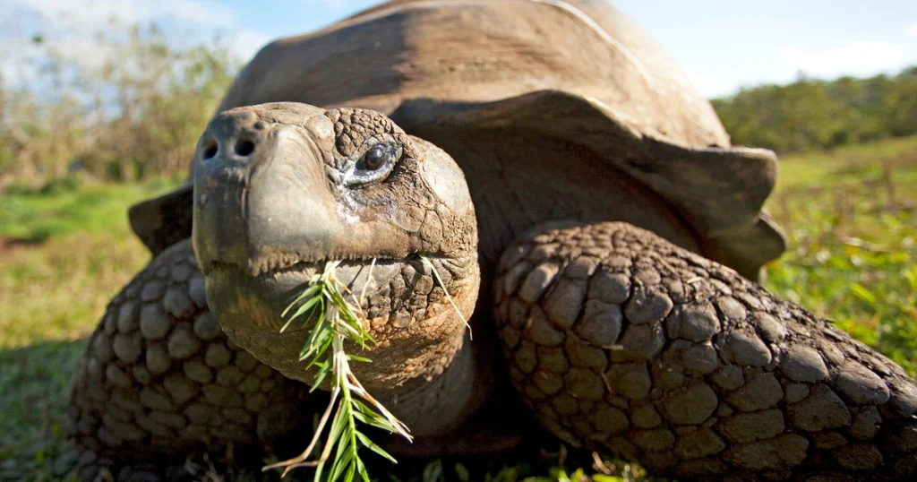 Galápagos Tortoise - Animals That Eat Cactus