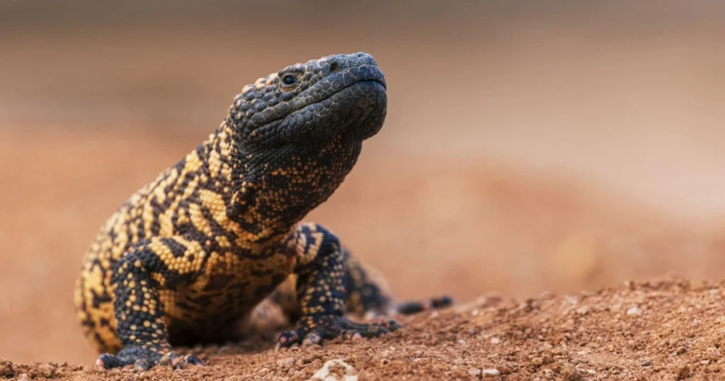 Gila Monsters - Animals That Eat Cactus