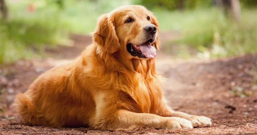 Golden Retriever - Happiest Animals in the world