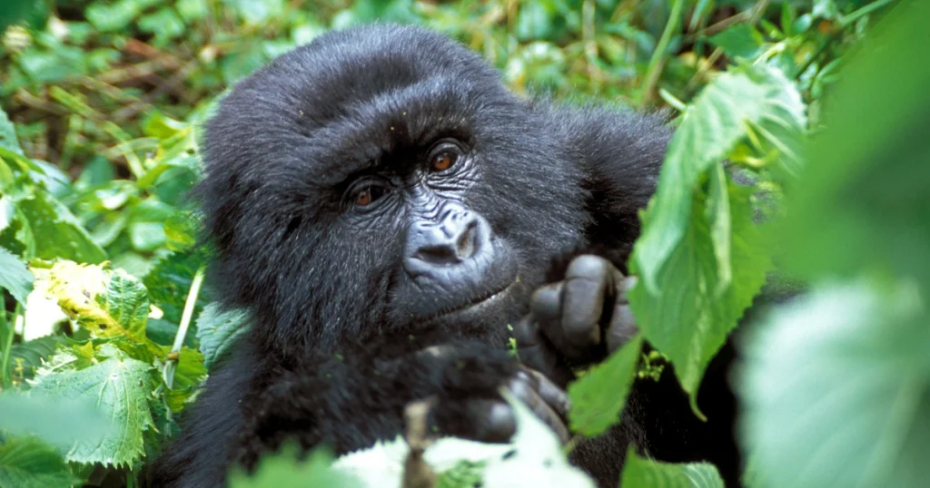 Gorillas - Animals That Eat Coconuts