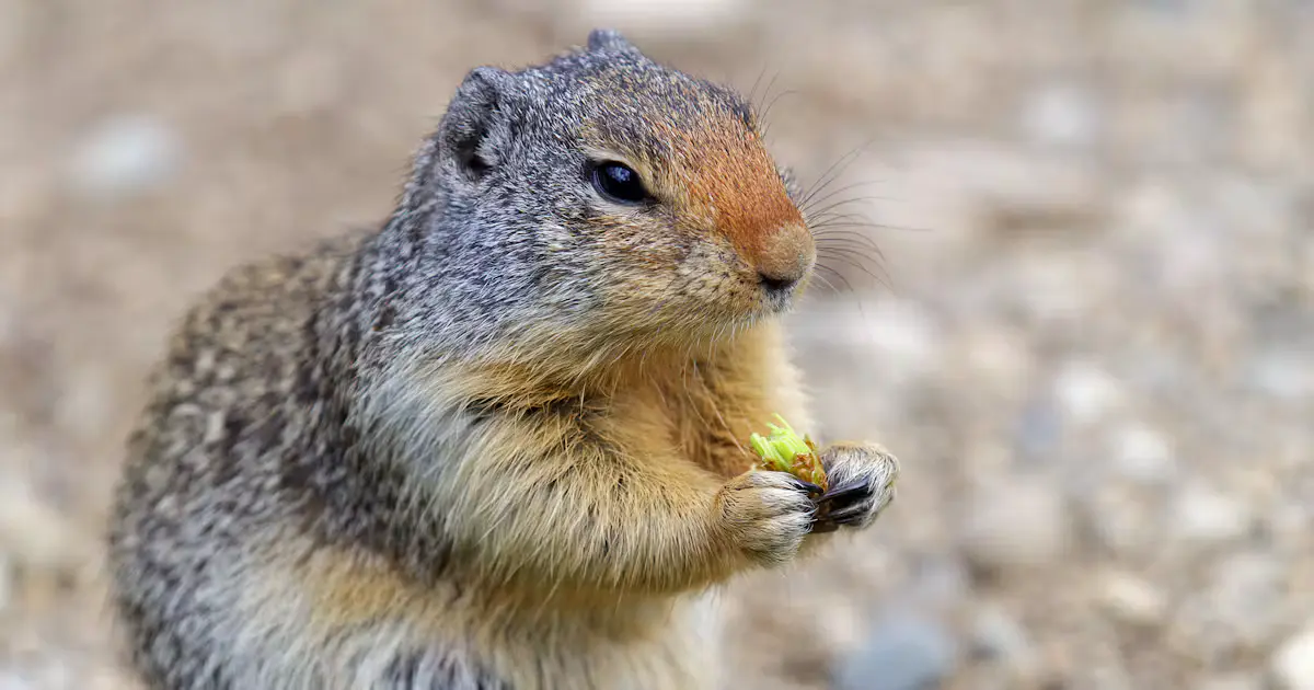 Ground Squirrel - Hard Working Animals in the World